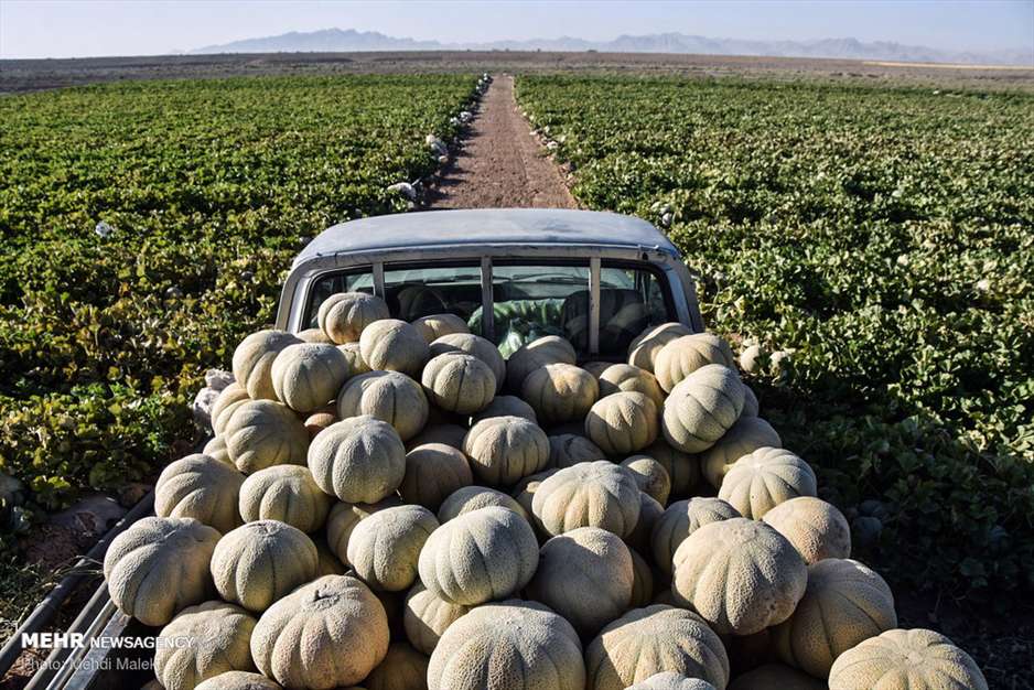 برداشت طالبی از مزارع دشت پرزان شهرضا