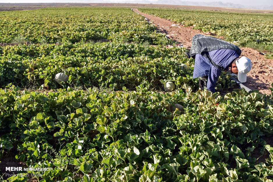 برداشت طالبی از مزارع دشت پرزان شهرضا