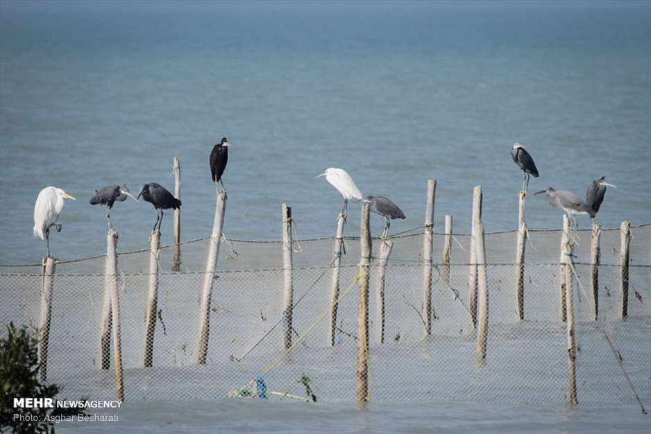 جنگل حرای قشم