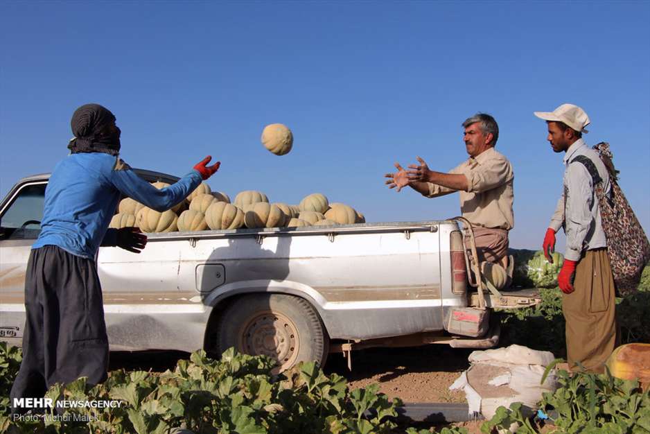 برداشت طالبی از مزارع دشت پرزان شهرضا