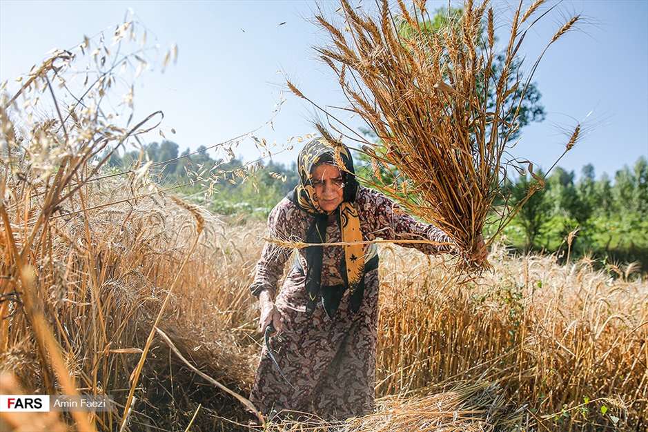 گلبرگ های سخت 