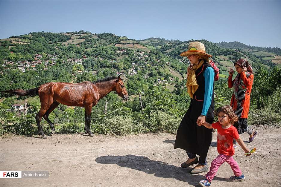 گلبرگ های سخت 