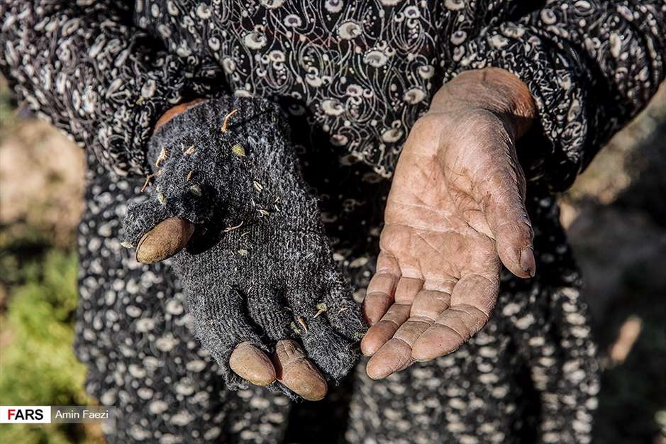 گلبرگ های سخت 