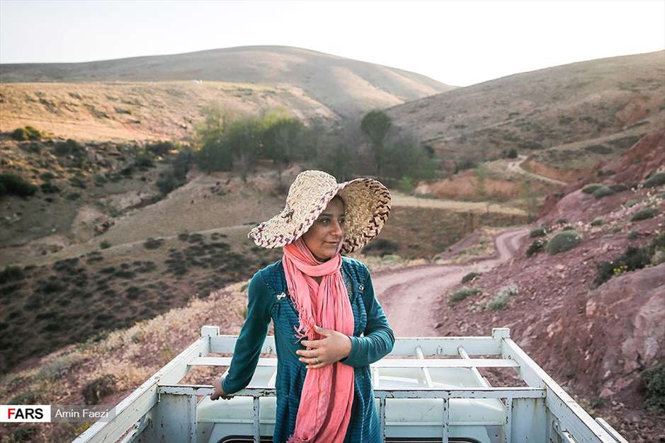 گلبرگ های سخت 