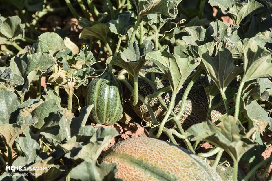 برداشت طالبی از مزارع دشت پرزان شهرضا