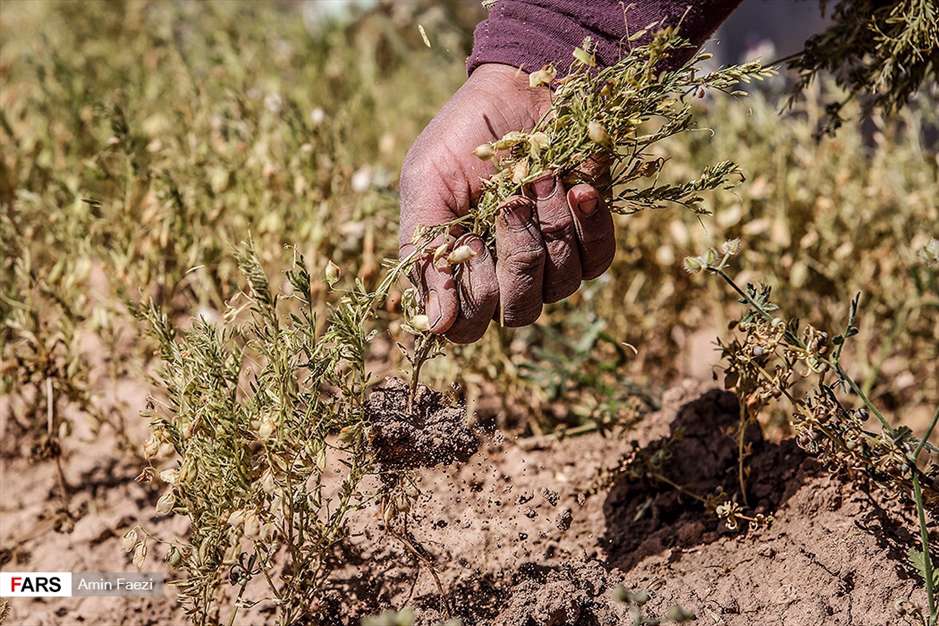 گلبرگ های سخت 