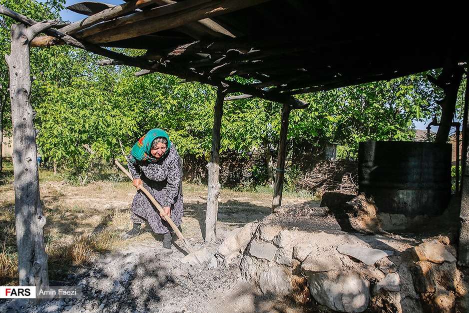 گلبرگ های سخت 