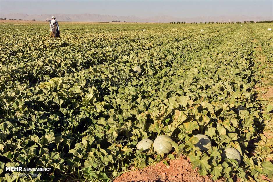 برداشت طالبی از مزارع دشت پرزان شهرضا