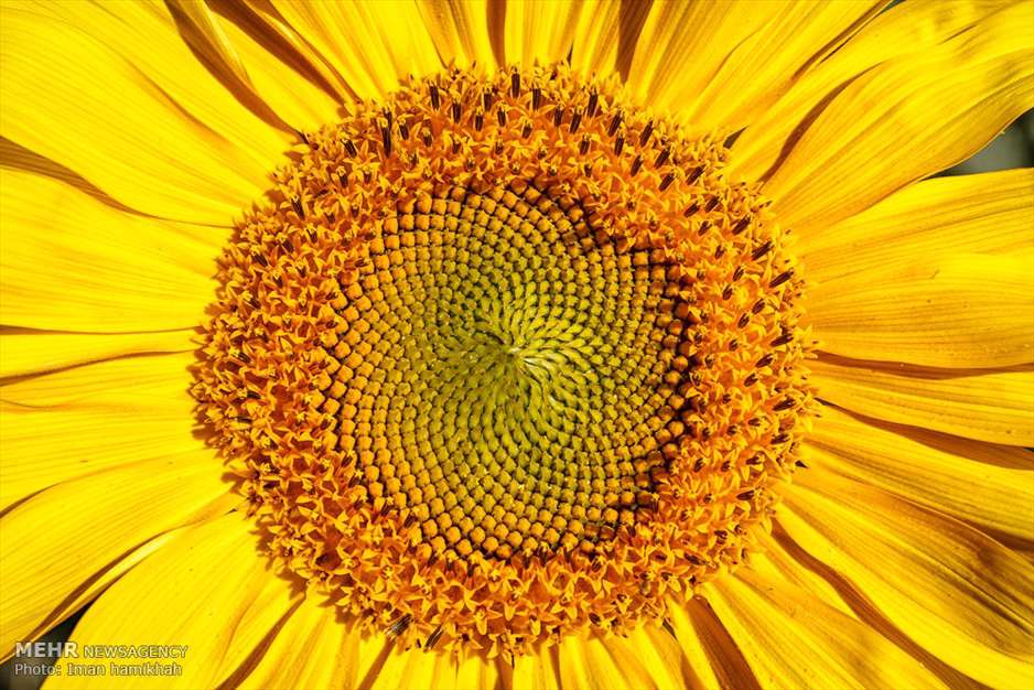 مزارع آفتابگردان شهر سنقر