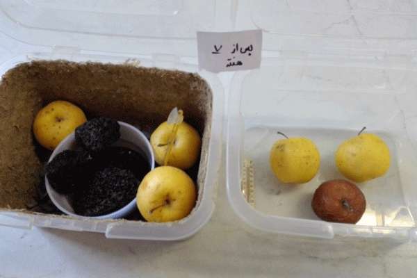طراحی و ساخت محفظه طبیعی برای نگهداری میوه ها با قابلیت تبدیل اتیلن به اتانول طراحی و ساخت محفظه طبیعی برای نگهداری میوه ها با قابلیت تبدیل اتیلن به اتانول