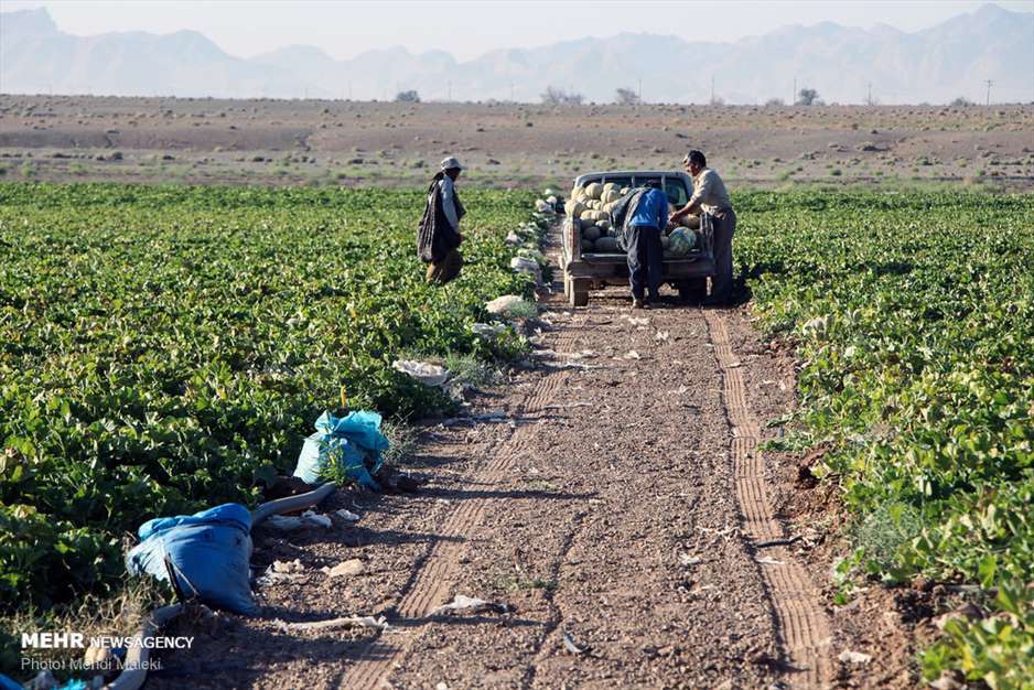 برداشت طالبی از مزارع دشت پرزان شهرضا