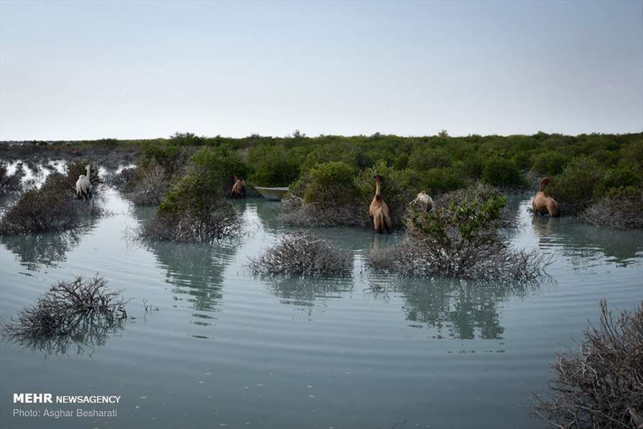 جنگل حرای قشم