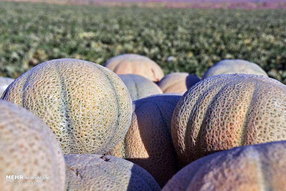 برداشت طالبی از مزارع دشت پرزان شهرضا