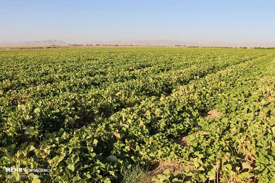 برداشت طالبی از مزارع دشت پرزان شهرضا