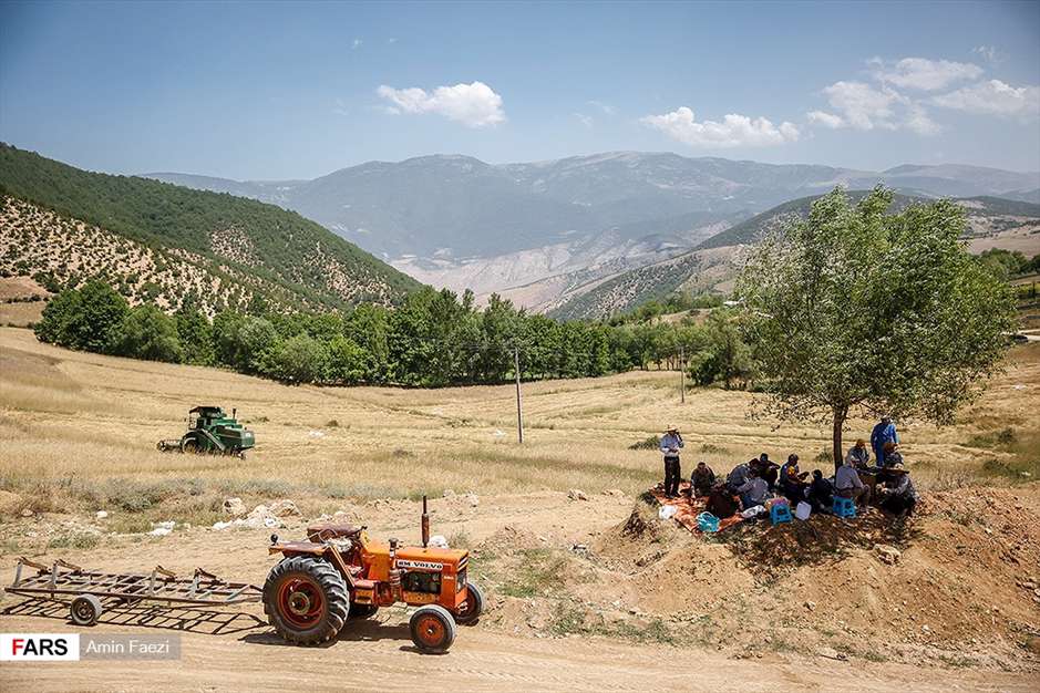 گلبرگ های سخت 