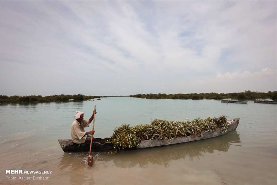 جنگل حرای قشم