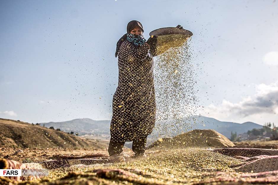 گلبرگ های سخت 