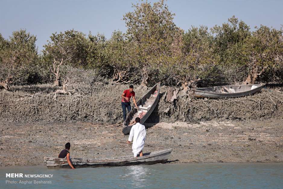 جنگل حرای قشم