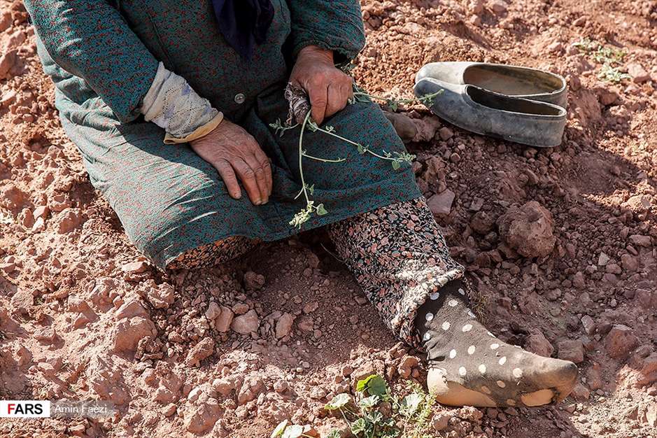 گلبرگ های سخت 