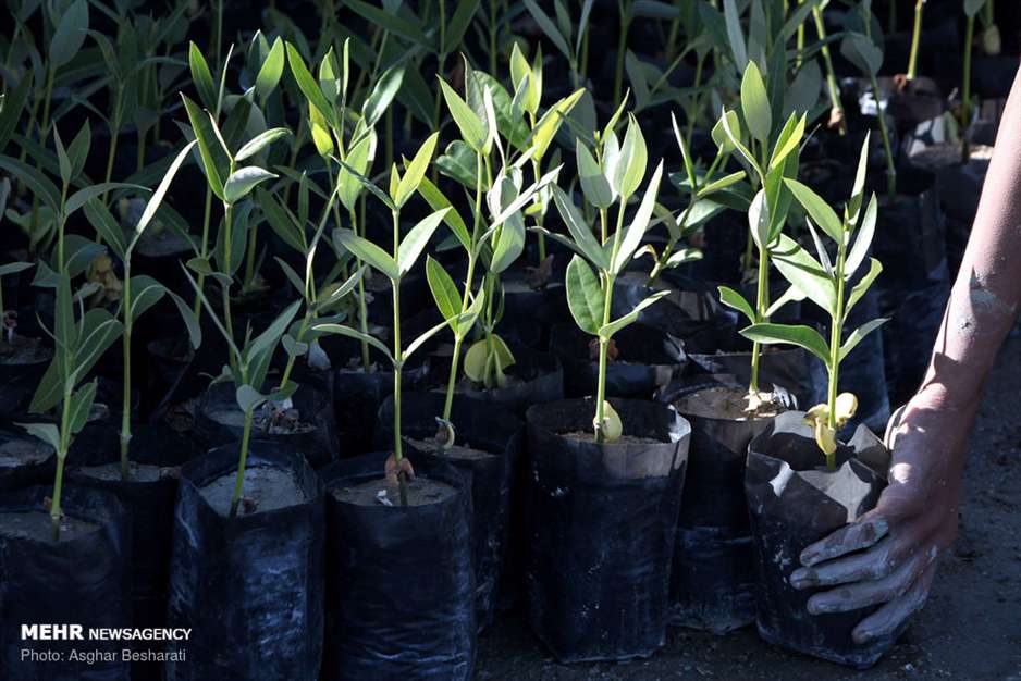 جنگل حرای قشم