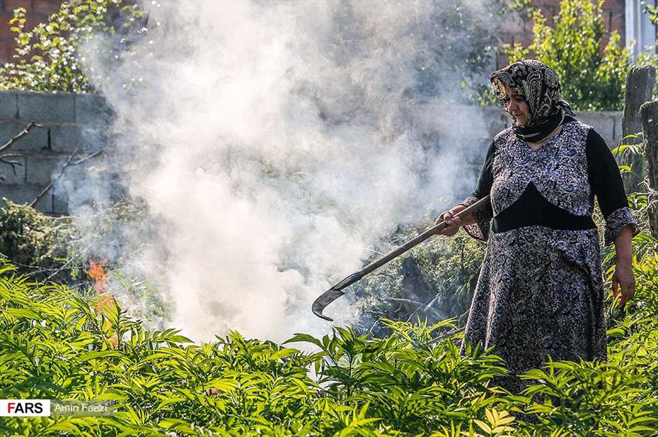 گلبرگ های سخت 