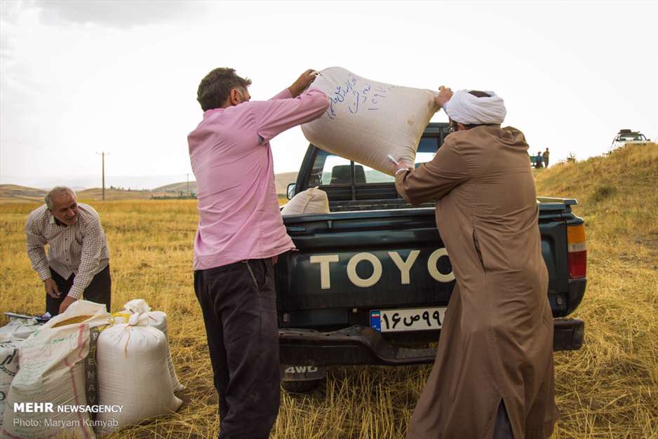 زکات؛ شکرگزاری سخاوت زمین