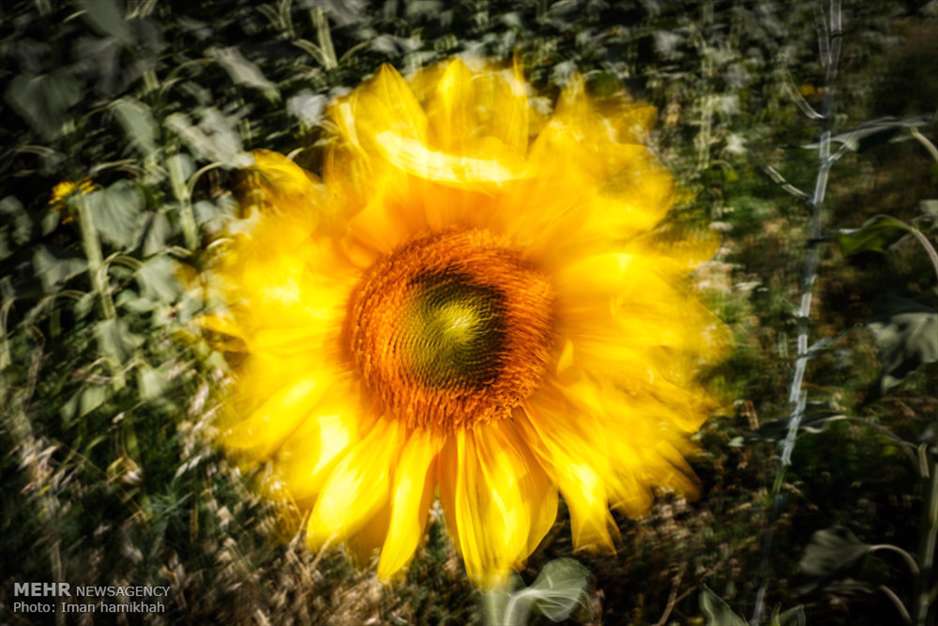 مزارع آفتابگردان شهر سنقر