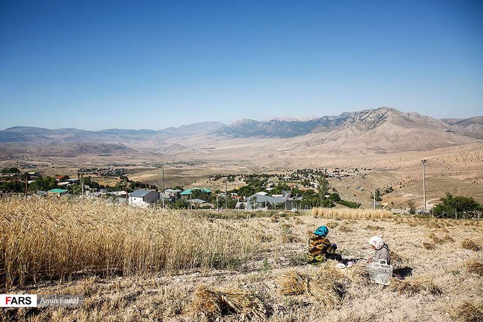 گلبرگ های سخت 