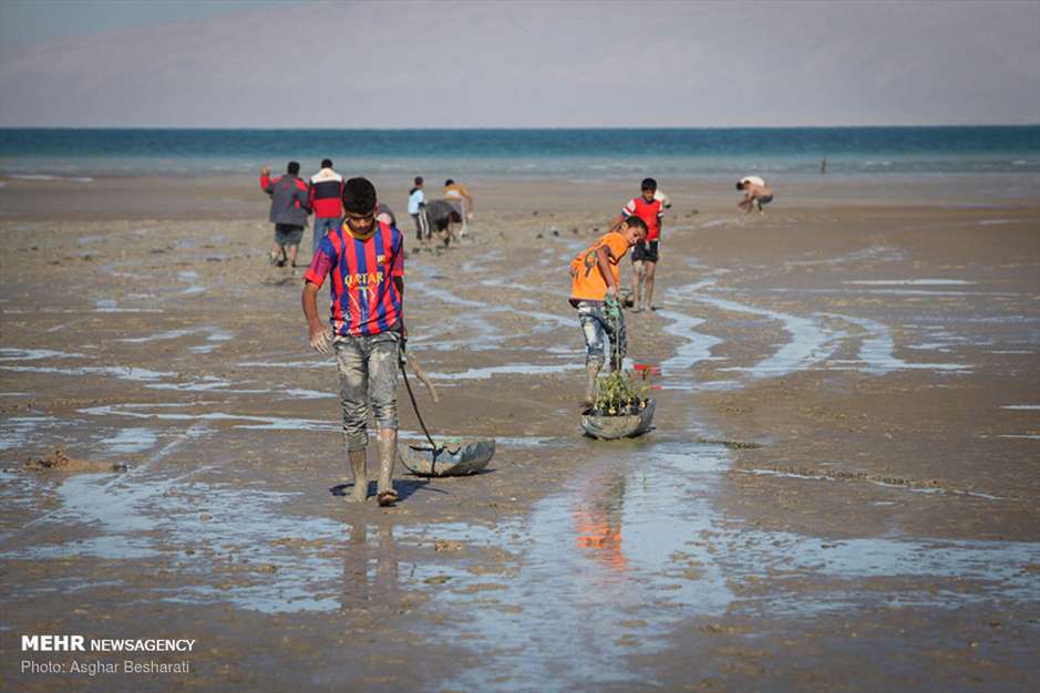 جنگل حرای قشم