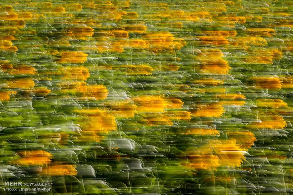 مزارع آفتابگردان شهر سنقر