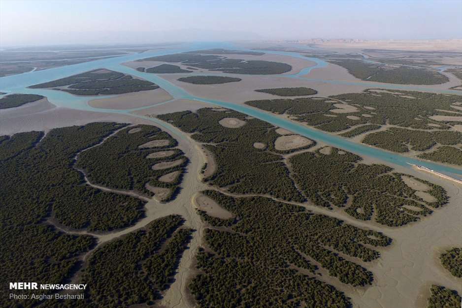 جنگل حرای قشم