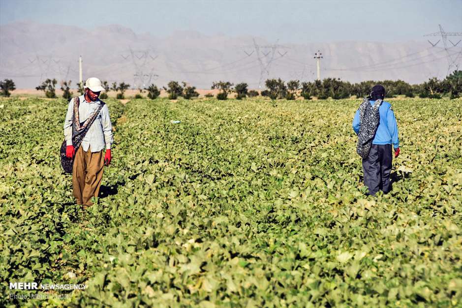 برداشت طالبی از مزارع دشت پرزان شهرضا