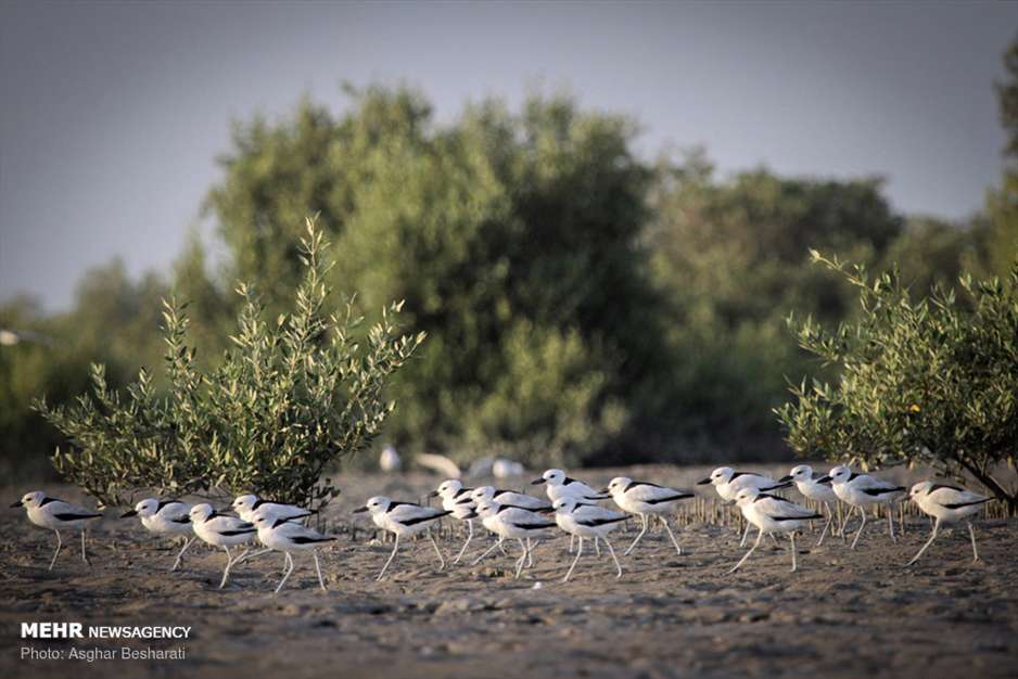 جنگل حرای قشم