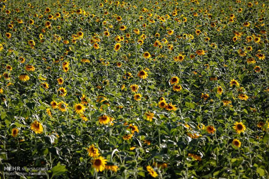 مزارع آفتابگردان شهر سنقر