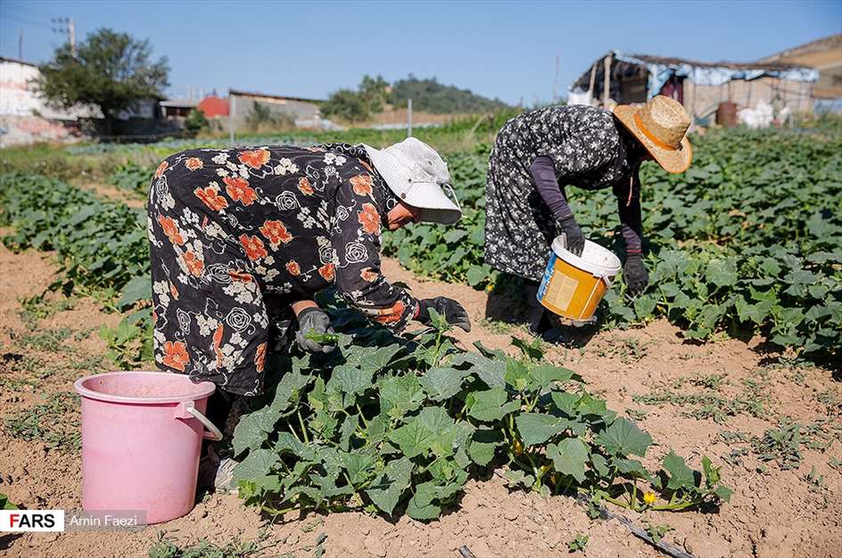 گلبرگ های سخت 