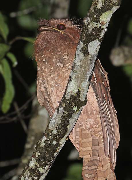 عکس هایی از یک پرنده عجیب و زیبا 