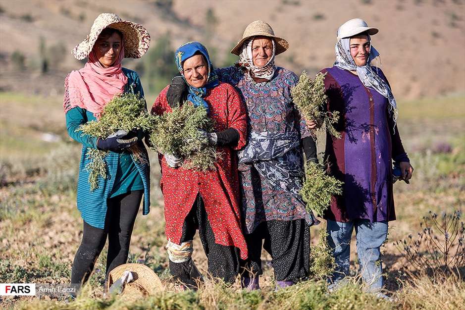 گلبرگ های سخت 