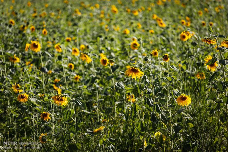 مزارع آفتابگردان شهر سنقر