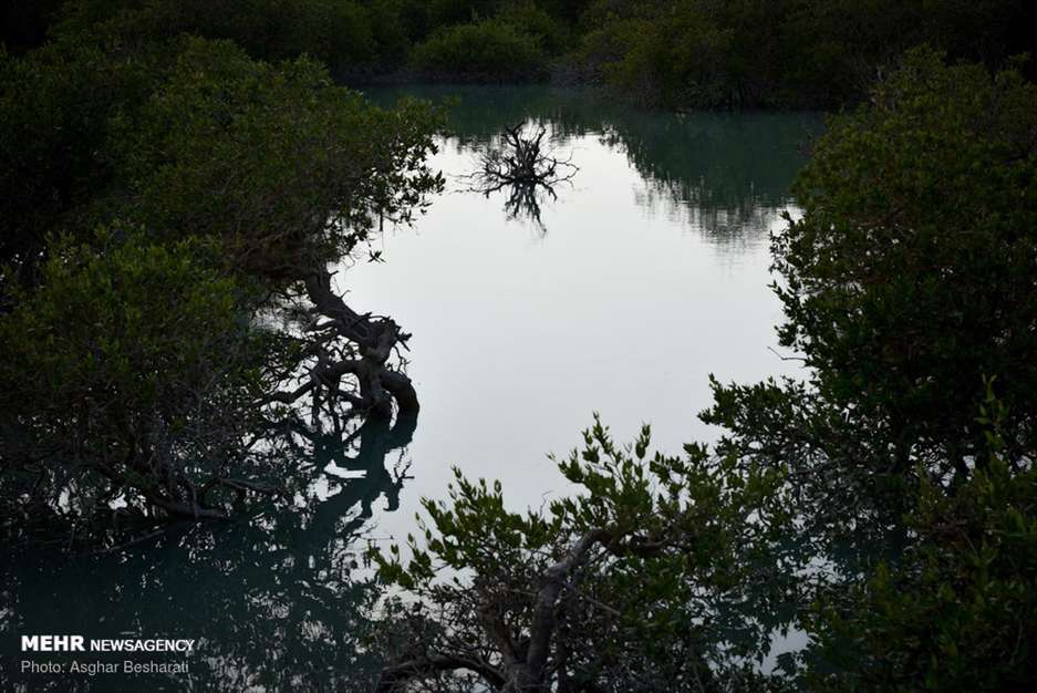 جنگل حرای قشم