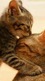 بوسیدن گربه