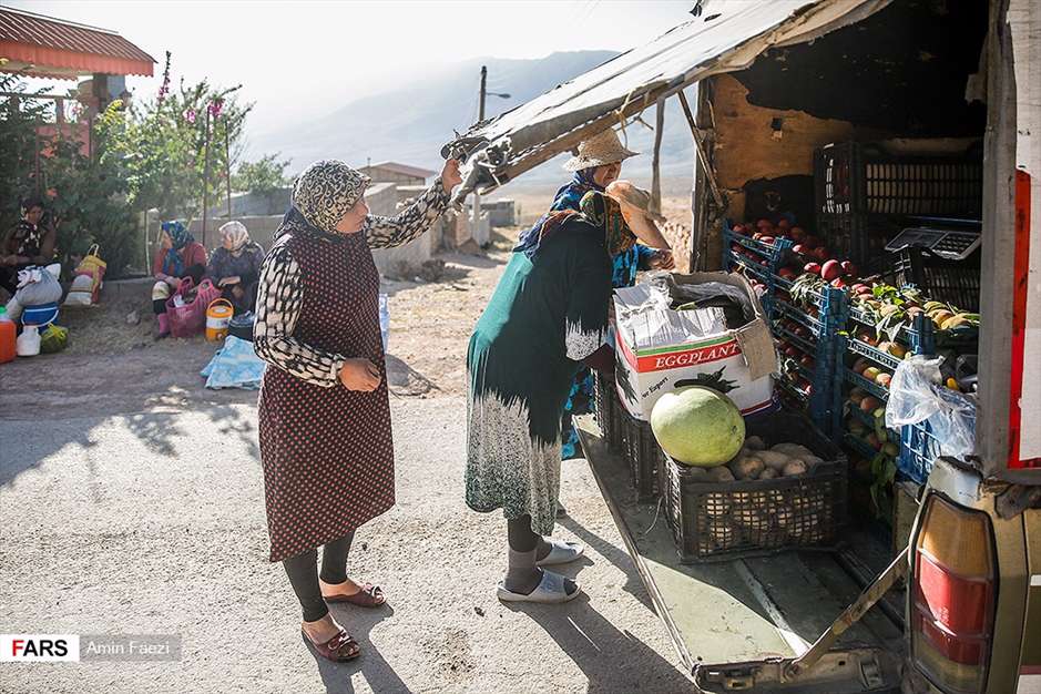 گلبرگ های سخت 