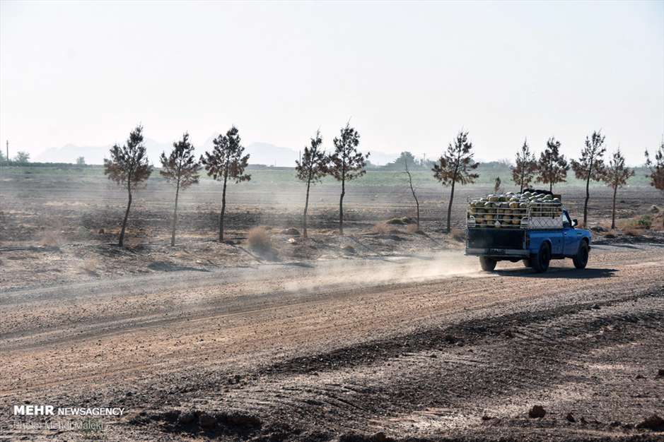 برداشت طالبی از مزارع دشت پرزان شهرضا