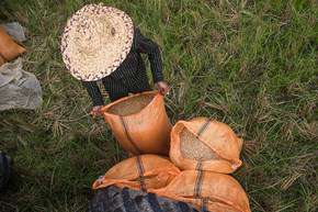 برداشت برنج در شالیزارهای گیلان