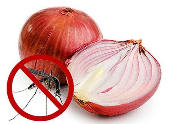 تغذیه در گزیدگی تغذیه در گزیدگی
