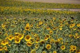 ایران زیباست؛ دشتی با هزاران خورشید