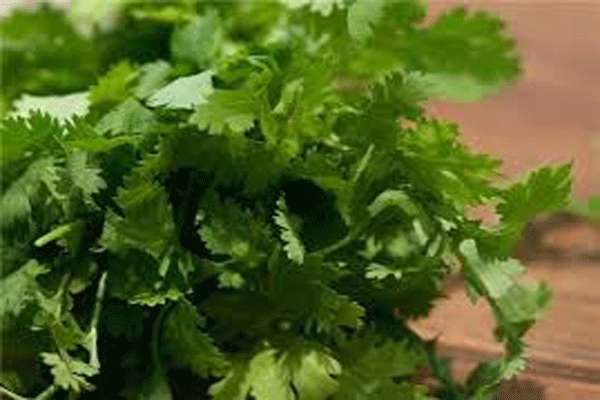 سنتز سبز نانو ذرات اکسید روی با استفاده از عصاره آبی گشنیز و بررسی خواص آنتی باکتریال آن