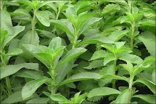 فراوری قند و شکر از گیاه استویا برای بیماران دیابتی فراوری قند و شکر از گیاه استویا برای بیماران دیابتی