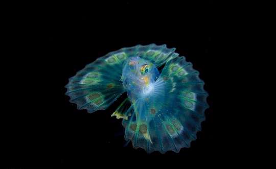 زیبایی خیرکننده پلانکتون ها در اعماق اقیانوس 