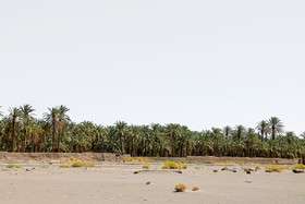 فصل برداشت مقوی‌ترین میوه 