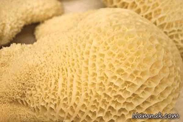 تولید ریز غذای پرزدار جهت التیام معده از سیرابی